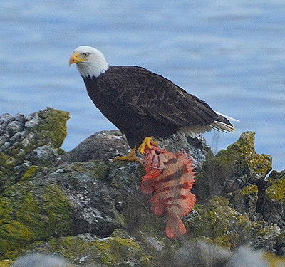 Bald  eagle and Tiger Rockfish. Photo by Alex Shapiro.